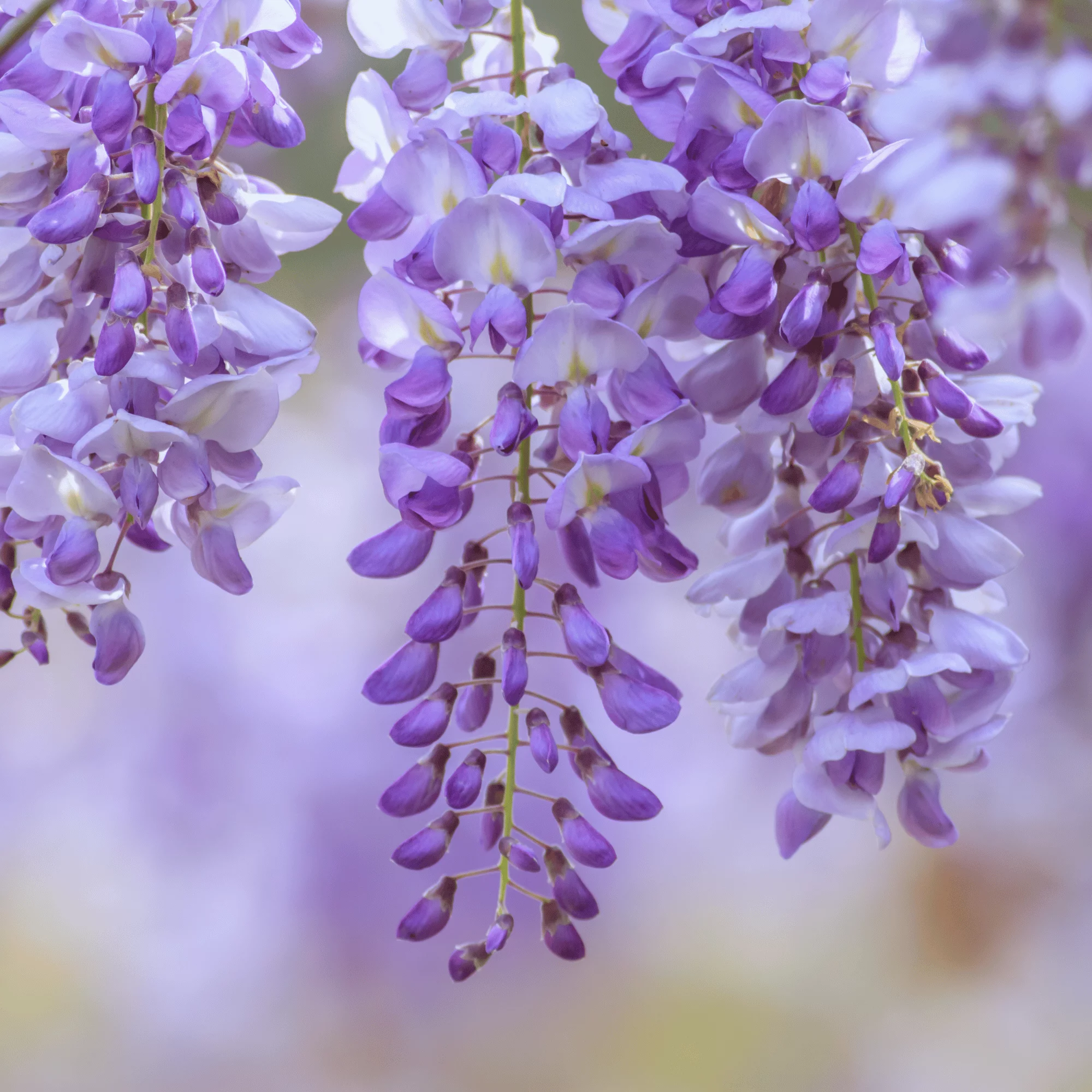 Parfum pour bougies - Glycine